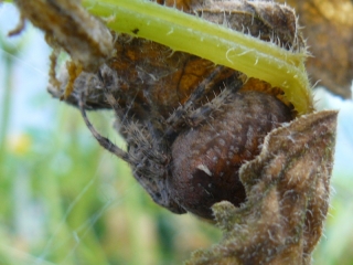 p1170463