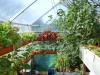 Vasch aquaponics