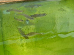 guppies, nu nog in leven...