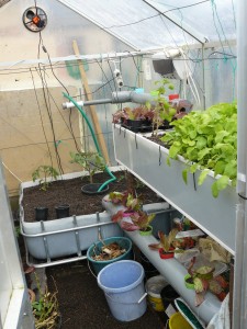 The renewed aquaponics system