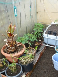 The normal grow bed