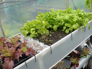Growing radish