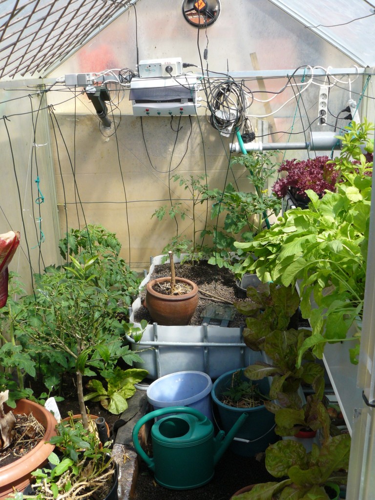 Greenhouse 2d week of May
