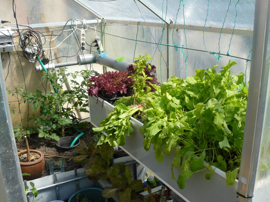 Radishes and salad 2d week may