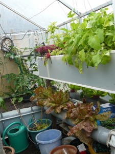 Aquaponics 2012 week 3