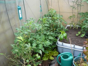 Tomatoes earth week 3