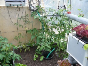AP Tomatoes week 3