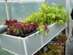 Gwow bed 1 week 3