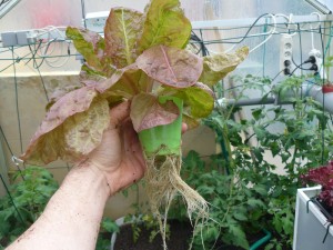 Salad roots!
